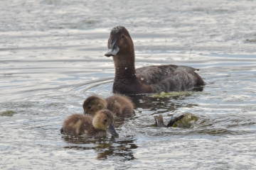 Wildlife Sightings for 13th June 2023